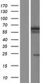 BANP Protein - Western validation with an anti-DDK antibody * L: Control HEK293 lysate R: Over-expression lysate