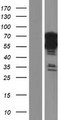 BANP Protein - Western validation with an anti-DDK antibody * L: Control HEK293 lysate R: Over-expression lysate