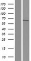 BANP Protein - Western validation with an anti-DDK antibody * L: Control HEK293 lysate R: Over-expression lysate