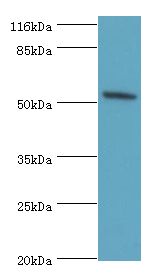 BAP / SIL1 Antibody - Western blot. All lanes: SIL1 antibody at 2 ug/ml+mouse kidney tissue. Secondary antibody: Goat polyclonal to rabbit at 1:10000 dilution. Predicted band size: 52 kDa. Observed band size: 52 kDa.  This image was taken for the unconjugated form of this product. Other forms have not been tested.