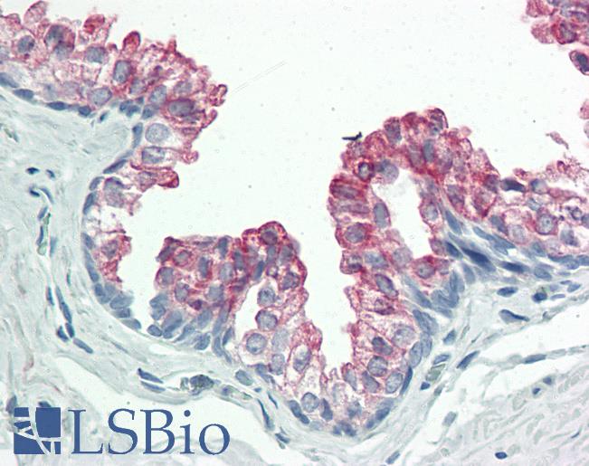 BAP / SIL1 Antibody - Anti-BAP / SIL1 antibody IHC staining of human prostate. Immunohistochemistry of formalin-fixed, paraffin-embedded tissue after heat-induced antigen retrieval. Antibody concentration 10 ug/ml.  This image was taken for the unconjugated form of this product. Other forms have not been tested.
