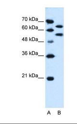 BAP / SIL1 Antibody - Lane A: Marker. Lane B: HepG2 cell lysate. Antibody concentration: 0.25 ug/ml. Gel concentration: 12%.  This image was taken for the unconjugated form of this product. Other forms have not been tested.