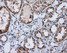 BAP / SIL1 Antibody - IHC of paraffin-embedded Kidney tissue using anti-SIL1 mouse monoclonal antibody. (Dilution 1:50).