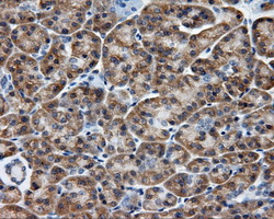 BAP / SIL1 Antibody - IHC of paraffin-embedded pancreas tissue using anti-SIL1 mouse monoclonal antibody. (Dilution 1:50).