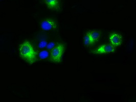 BAP / SIL1 Antibody - Anti-SIL1 mouse monoclonal antibody  immunofluorescent staining of COS7 cells transiently transfected by pCMV6-ENTRY SIL1.