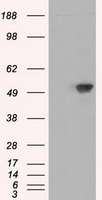 BAP / SIL1 Antibody - HEK293T cells were transfected with the pCMV6-ENTRY control (Left lane) or pCMV6-ENTRY SIL1 (Right lane) cDNA for 48 hrs and lysed. Equivalent amounts of cell lysates (5 ug per lane) were separated by SDS-PAGE and immunoblotted with anti-SIL1.