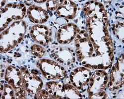 BAP / SIL1 Antibody - Immunohistochemical staining of paraffin-embedded Kidney tissue using anti-SIL1 mouse monoclonal antibody. (Dilution 1:50).