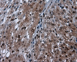 BAP / SIL1 Antibody - Immunohistochemical staining of paraffin-embedded liver tissue using anti-SIL1 mouse monoclonal antibody. (Dilution 1:50).