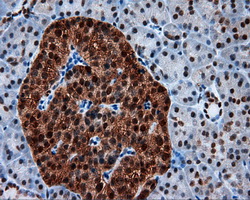 BAP / SIL1 Antibody - Immunohistochemical staining of paraffin-embedded pancreas tissue using anti-SIL1 mouse monoclonal antibody. (Dilution 1:50).
