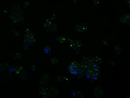 BAP / SIL1 Antibody - Immunofluorescent staining of HepG2 cells using anti-SIL1 mouse monoclonal antibody.