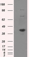 BAP / SIL1 Antibody - HEK293T cells were transfected with the pCMV6-ENTRY control (Left lane) or pCMV6-ENTRY SIL1 (Right lane) cDNA for 48 hrs and lysed. Equivalent amounts of cell lysates (5 ug per lane) were separated by SDS-PAGE and immunoblotted with anti-SIL1.