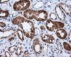 BAP / SIL1 Antibody - IHC of paraffin-embedded Kidney tissue using anti-SIL1 mouse monoclonal antibody. (Dilution 1:50).