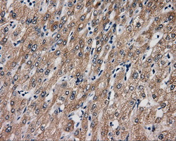 BAP / SIL1 Antibody - IHC of paraffin-embedded liver tissue using anti-SIL1 mouse monoclonal antibody. (Dilution 1:50).