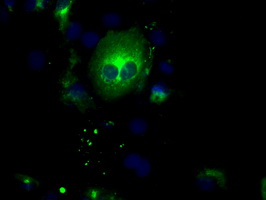 BAP / SIL1 Antibody - Anti-SIL1 mouse monoclonal antibody  immunofluorescent staining of COS7 cells transiently transfected by pCMV6-ENTRY SIL1.