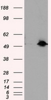 BAP / SIL1 Antibody - HEK293T cells were transfected with the pCMV6-ENTRY control (Left lane) or pCMV6-ENTRY SIL1 (Right lane) cDNA for 48 hrs and lysed. Equivalent amounts of cell lysates (5 ug per lane) were separated by SDS-PAGE and immunoblotted with anti-SIL1.