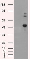 BAP / SIL1 Antibody - HEK293T cells were transfected with the pCMV6-ENTRY control (Left lane) or pCMV6-ENTRY SIL1 (Right lane) cDNA for 48 hrs and lysed. Equivalent amounts of cell lysates (5 ug per lane) were separated by SDS-PAGE and immunoblotted with anti-SIL1.