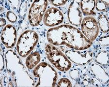BAP / SIL1 Antibody - IHC of paraffin-embedded Kidney tissue using anti-SIL1 mouse monoclonal antibody. (Dilution 1:50).