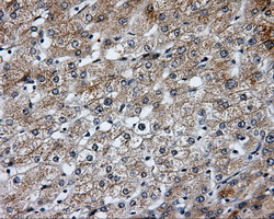BAP / SIL1 Antibody - IHC of paraffin-embedded liver tissue using anti-SIL1 mouse monoclonal antibody. (Dilution 1:50).