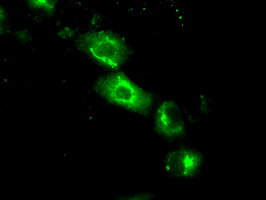 BAP / SIL1 Antibody - Anti-SIL1 mouse monoclonal antibody  immunofluorescent staining of COS7 cells transiently transfected by pCMV6-ENTRY SIL1.