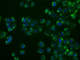 BAP / SIL1 Antibody - Immunofluorescent staining of HT29 cells using anti-SIL1 mouse monoclonal antibody.