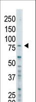 BAP1 Antibody - The anti-BAP1 antibody is used in Western blot to detect BAP1 in SK-BR-3 cell lysate.