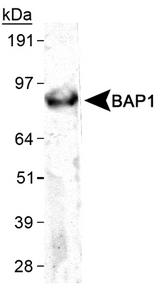 BAP1 Antibody - Detection of BAP1 in Hela cell lysates with BAP1 Antibody. This image was taken for the unconjugated form of this product. Other forms have not been tested.