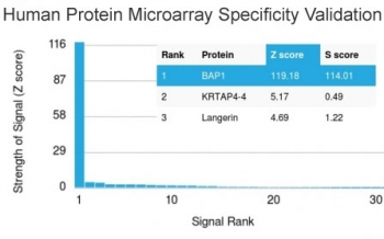 BAP1 Antibody - Analysis of HuProt(TM) microarray containing more than 19,000 full-length human proteins using BAP1 antibody (clone BAP1/2431). These results demonstrate the foremost specificity of the BAP1/2431 mAb. Z- and S- score: The Z-score represents the strength of a signal that an antibody (in combination with a fluorescently-tagged anti-IgG secondary Ab) produces when binding to a particular protein on the HuProt(TM) array. Z-scores are described in units of standard deviations (SD's) above the mean value of all signals generated on that array. If the targets on the HuProt(TM) are arranged in descending order of the Z-score, the S-score is the difference (also in units of SD's) between the Z-scores. The S-score therefore represents the relative target specificity of an Ab to its intended target.