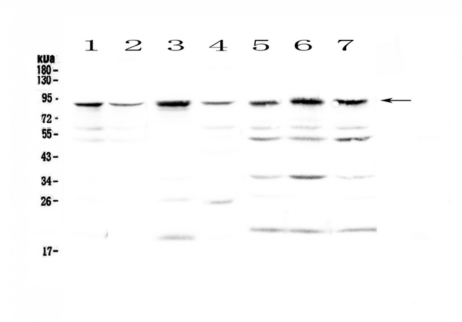 BAP1 Antibody - Western blot - Anti-BAP1 Picoband antibody