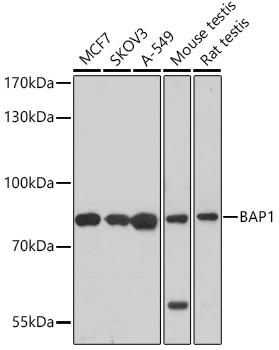 BAP1 Antibody - Western blot analysis of extracts of various cell lines using BAP1 Polyclonal Antibody at dilution of 1:1000.
