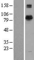 BAP1 Protein - Western validation with an anti-DDK antibody * L: Control HEK293 lysate R: Over-expression lysate
