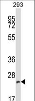 BAP29 / BCAP29 Antibody - BCAP29 Antibody western blot of 293 cell line lysates (35 ug/lane). The BCAP29 antibody detected the BCAP29 protein (arrow).