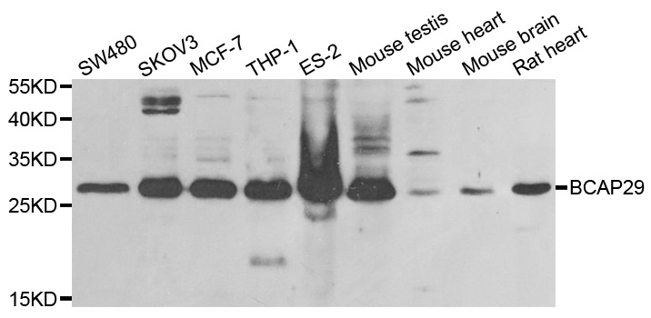 BAP29 / BCAP29 Antibody - Western blot analysis of extracts of various cell lines.