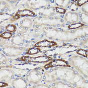 BAP29 / BCAP29 Antibody - Immunohistochemistry of paraffin-embedded rat kidney tissue.