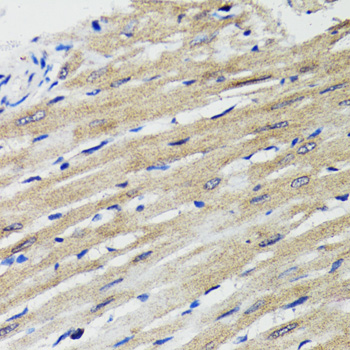 BAP29 / BCAP29 Antibody - Immunohistochemistry of paraffin-embedded rat heart tissue.