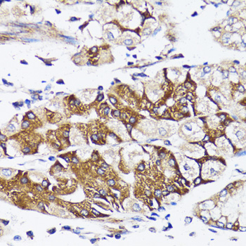 BAP29 / BCAP29 Antibody - Immunohistochemistry of paraffin-embedded human stomach tissue.