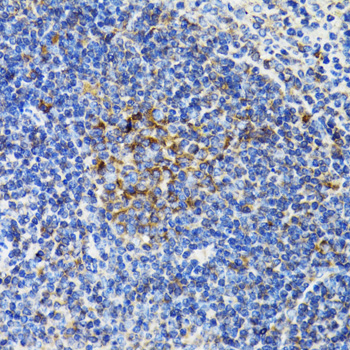 BAP29 / BCAP29 Antibody - Immunohistochemistry of paraffin-embedded mouse spleen tissue.