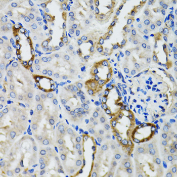 BAP29 / BCAP29 Antibody - Immunohistochemistry of paraffin-embedded mouse kidney tissue.