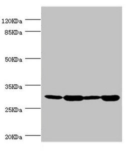 BAP29 / BCAP29 Antibody - Western blot All lanes: BCAP29 antibody at 2.93µg/ml Lane 1: Raji whole cell lysate Lane 2: Colo320 whole cell lysate Lane 3: Rat gonad tissue Lane 4: THP-1 whole cell lysate Secondary Goat polyclonal to rabbit IgG at 1/10000 dilution Predicted band size: 29, 41 kDa Observed band size: 29 kDa