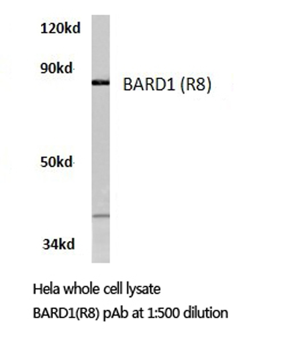 BARD1 Antibody - Western blot of BARD1 (R8) pAb in extracts from HeLa cells.
