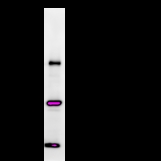 BARD1 Antibody - Immunoprecipitation: RIPA lysate of HeLa cells was incubated with anti-BARD1 mAb. Predicted molecular weight: 86 kDa