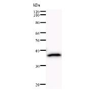 BARD1 Antibody - Western blot analysis of immunized recombinant protein, using anti-BARD1 monoclonal antibody.