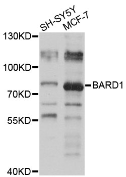 BARD1 Antibody - Western blot analysis of extracts of various cell lines, using BARD1 antibody at 1:1000 dilution. The secondary antibody used was an HRP Goat Anti-Rabbit IgG (H+L) at 1:10000 dilution. Lysates were loaded 25ug per lane and 3% nonfat dry milk in TBST was used for blocking. An ECL Kit was used for detection and the exposure time was 30s.