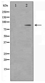 BARD1 Antibody - Western blot of HeLa cell lysate using BARD1 Antibody