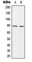 BARD1 Antibody - Western blot analysis of BARD1 expression in MCF7 (A); HeLa (B) whole cell lysates.