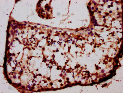 BARHL1 Antibody - Immunohistochemistry Dilution at 1:400 and staining in paraffin-embedded human testis tissue performed on a Leica BondTM system. After dewaxing and hydration, antigen retrieval was mediated by high pressure in a citrate buffer (pH 6.0). Section was blocked with 10% normal Goat serum 30min at RT. Then primary antibody (1% BSA) was incubated at 4°C overnight. The primary is detected by a biotinylated Secondary antibody and visualized using an HRP conjugated SP system.