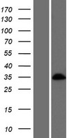 BARHL1 Protein - Western validation with an anti-DDK antibody * L: Control HEK293 lysate R: Over-expression lysate
