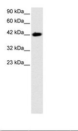 BARHL2 Antibody - HepG2 Cell Lysate.  This image was taken for the unconjugated form of this product. Other forms have not been tested.