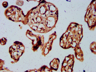 BARHL2 Antibody - Immunohistochemistry Dilution at 1:300 and staining in paraffin-embedded human placenta tissue performed on a Leica BondTM system. After dewaxing and hydration, antigen retrieval was mediated by high pressure in a citrate buffer (pH 6.0). Section was blocked with 10% normal Goat serum 30min at RT. Then primary antibody (1% BSA) was incubated at 4°C overnight. The primary is detected by a biotinylated Secondary antibody and visualized using an HRP conjugated SP system.