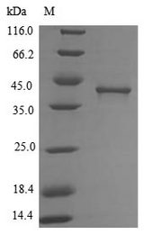 LIAS / LIP1 Protein - (Tris-Glycine gel) Discontinuous SDS-PAGE (reduced) with 5% enrichment gel and 15% separation gel.