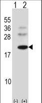 BARX1 Antibody - Western blot of BARX1 (arrow) using rabbit polyclonal BARX1 Antibody. 293 cell lysates (2 ug/lane) either nontransfected (Lane 1) or transiently transfected (Lane 2) with the BARX1 gene.